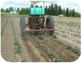 Mechanical weed control in sweet potatoes