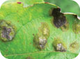 Les lésions sur les feuilles plus vieilles sont surélevées, vont du vert foncé au gris-brun et ont des contours définis. 