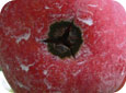 Dark coloured lesions or fungal growth on fruit.