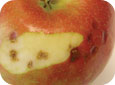 Petites lésions sèches vertes à violacées ou brun foncé, à la surface du fruit mûr; plusieurs lésions internes, souvent plus graves du côté de l’œil. 