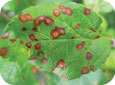 Frog-eye leaf spot symptoms on apple 