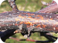 Black rot canker on infected apple tree limb  
