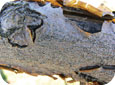 The wood of two-year-old black rot cankers shrinks, turns black, and layers of bark peel 
