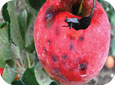 Initial black rot symptoms on mature apple fruit appear as black sunken spots 
