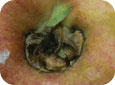 Calyx end rot on fruit caused by S. sclerotiorum usually observed early in the season 