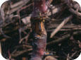 Jeune pommier dont le tronc est entièrement encerclé par un chancre européen.