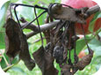 Infected fruit become shriveled, dark brown, mummified and remain attached to the spur