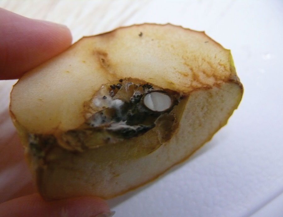 apple core with seeds