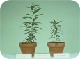 Stunting of young peach seedlings (right) grown in root-lesion nematode infested soil (Dr. John Potter, formerly Agriculture & Agri-Food Canada)