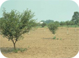 New orchards planted in invested fields lack uniformity in establishment, growth and vigour - tree in foreground was planted in fumigated soil (Dr. John Potter, formerly Agriculture and Agri-Food Canada)
