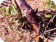 Severe crown and collar rot on apple tree cause trees to be blown over in high winds