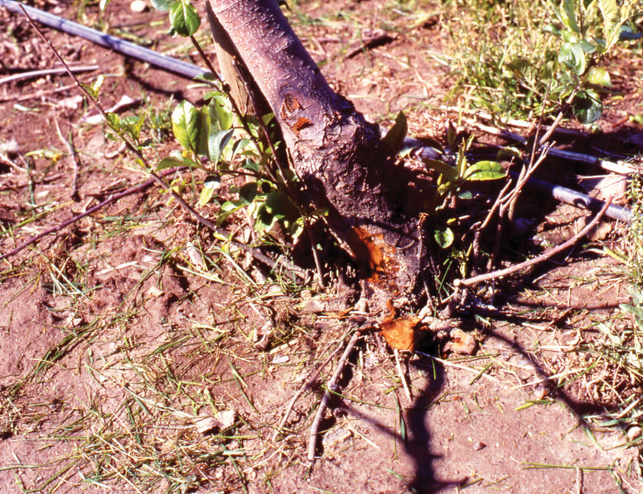 Príznaky hniloby koreňov u mladých ovocných stromov