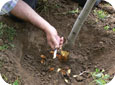 To diagnose crown and collar rot, remove soil from the base of the tree 