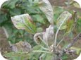 Excroissance poudreuse blanche ou argentée sur les feuilles 