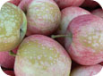 Les infections précoces des boutons par le blanc se traduisent par la présence d’une roussissure réticulée sur le fruit. 