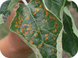 Cedar-apple rust symptoms on leaves