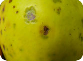 Surface feeding on the skin of the fruit with frass with no internal tunnelling.