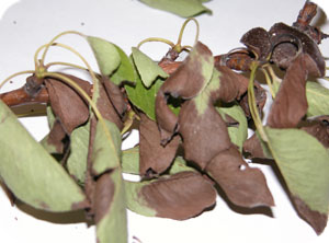 Veins are black and leaves appear brown and wilted