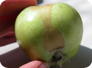 A russetting line runs down the fruit or russeting is found near the stem of the fruit. 