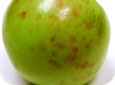 Marks on the surface of the fruit.