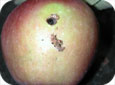 Des trous avec de la sciure et des excréments sont sur l’extérieur des fruits avec ou sans minage interne 