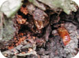 Frass and pupal case, evidence of clearwing larva 