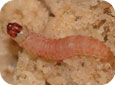 Codling moth larvae (Alex Molnar, Agriculture and Agri-Food Canada, London)