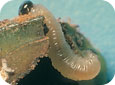 Mature European apple sawfly larva 