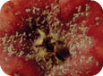 European fruit scale on fruit (BC Ministry of Agriculture and Lands) 