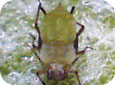 Green apple aphid nymph 