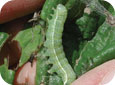 Green fruitworms