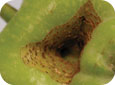 Les fruits montrent des entailles profondes tôt en saison et ceux qui restent sur l’arbre jusqu’à la cueillette ont des entailles roussâtres et des cicatrices liégeuses.