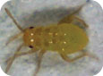 Young mullein bug nymph 