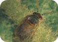 Adult mullein bug