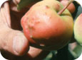 Damage to Red Delicious fruit