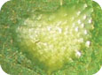 Egg mass laid on the upper surface of leaf