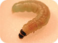 Obliquebanded leafroller larva