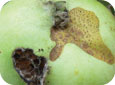 Spring-feeding damage on fruit