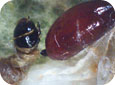 Parasitized larvae with Tachinid pupa