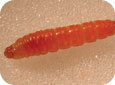 Oriental fruit moth larva