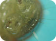 Peigne anal (appendice terminal foncé) présent chez les larves de la tordeuse orientale du pêcher