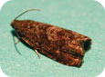 Oriental fruit moth adult