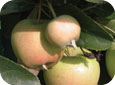 Pigmy fruit from feeding damage