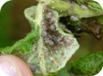 Rosy apple aphids