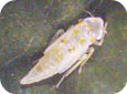 White apple leafhopper young nymph