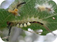 Tussock moth larvae