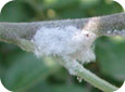 Terminal infested with woolly apple aphid