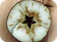 Boron deficiency in apple