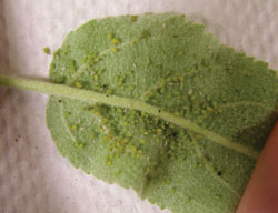 colonie de nymphes vertes sur le revers d’une feuille