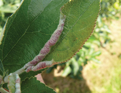Damage to leaf - rolling and purple discolouration